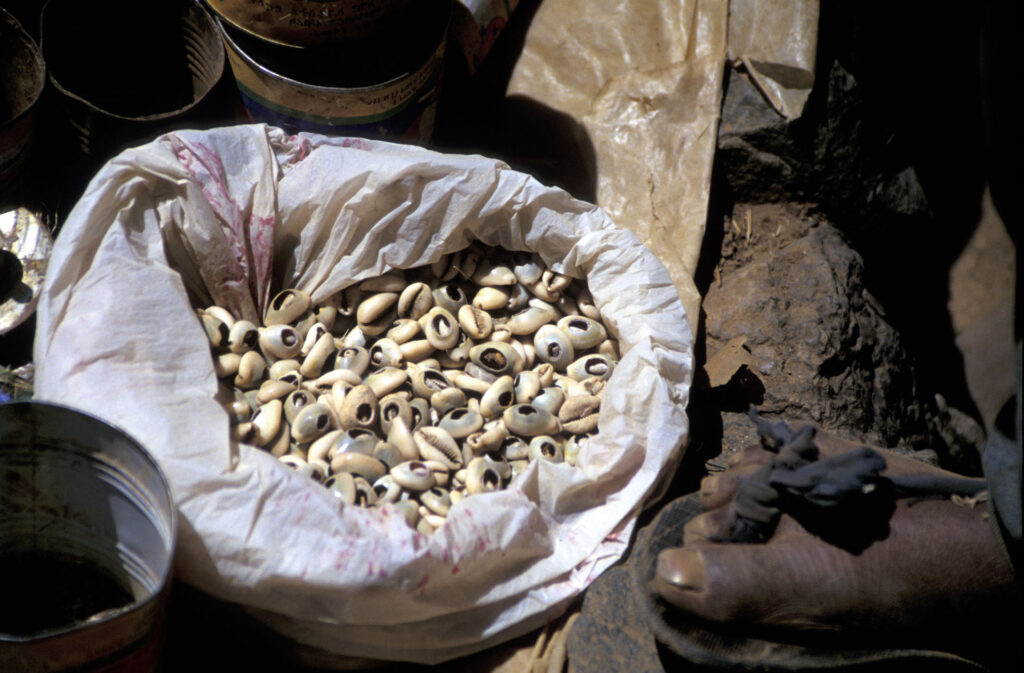 Cowries, Cypraea moneta, used in Africa and Asia for centuries as currency